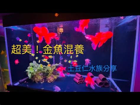 金魚可以跟什麼魚混養|【金魚可以跟什麼魚一起養】金魚水族箱混養指南：揭曉與金魚相。